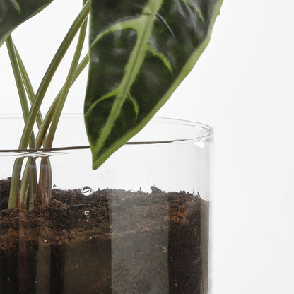 Bloempot met Bewateringssysteem Elements - H22 x Ø19 cm - Glas